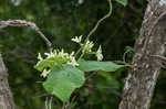 Baldwyn's milkvine